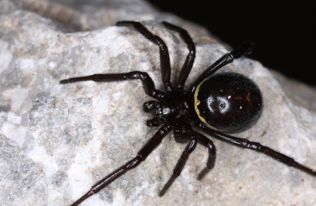 Falsche Schwarze Witwe (Steatoda paykulliana) - © Christian Komposch